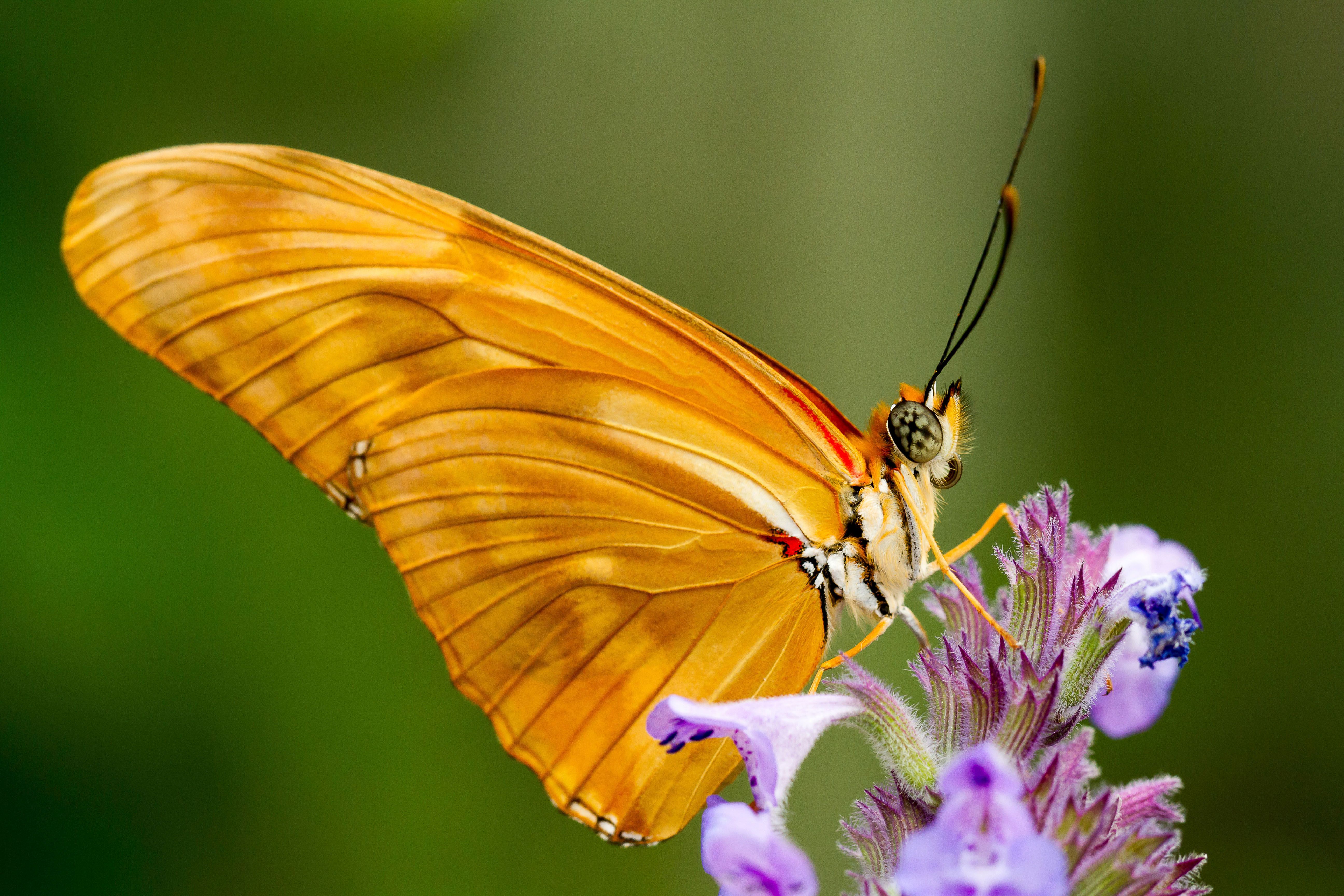 Dryas julia-vlinder close-up op een bloem